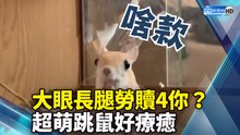 大眼長腿勞贖4你？ 超萌跳鼠好療癒｜Cute Jerboa