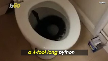 Woman Wakes Up To Find 4-Foot Long Python in Her Toilet