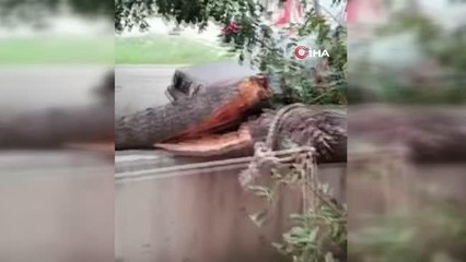 Park halindeki otomobilin üzerine ağaç devrildi