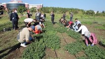 Ondokuz Mayıs Üniversitesinde tıbbi ve aromatik bitkilerin hasadına başlandı