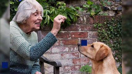 Why you should have a dog - according to science