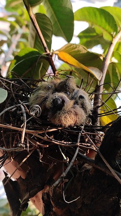 Birds chicks