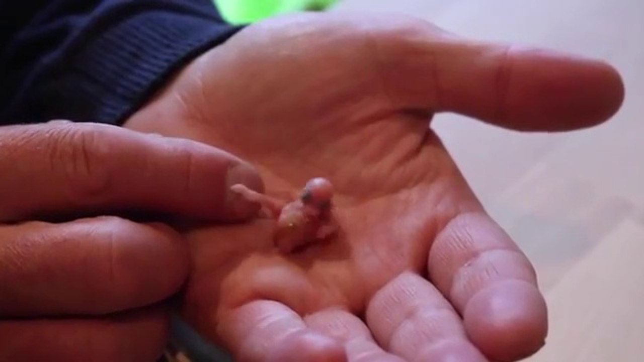 De l'oeuf à l'oiseau, il élève une perruche et c'est magnifique