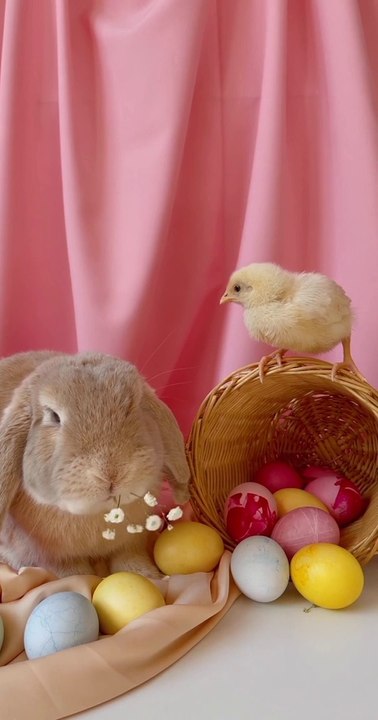 Kelinci dan anak ayam