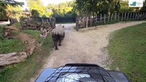 Morre rinoceronte-branco mais velho do mundo