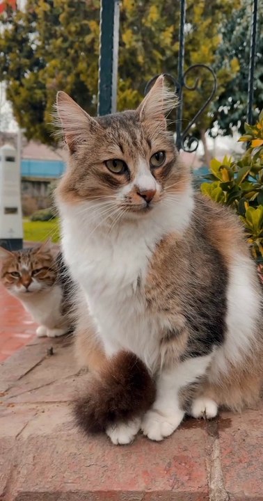 Kucing