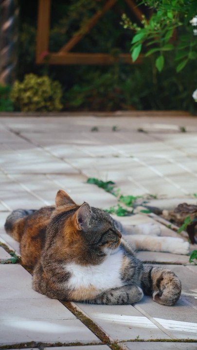 kucing sedang asyik