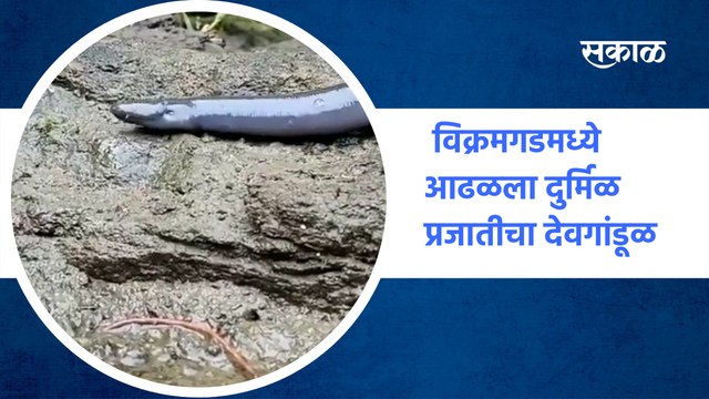 Palghar : विक्रमगडमध्ये आढळला दुर्मिळ प्रजातीचा देवगांडूळ | sicilian earthworm | Sakal Media