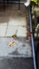 Stuck Wasp Wrapped Up By Spider
