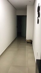 Cat Plays Hide-and-Seek with Owner
