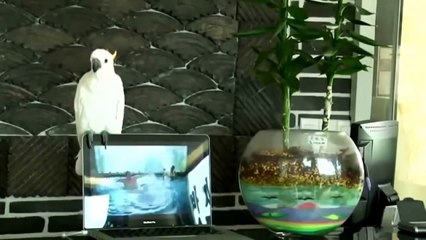 Super FUNNY MOMENTS Funny cat pets compilation