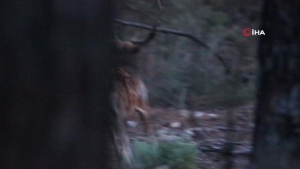 Üreme döneminde böğüren ala geyiklerin sesi 5 kilometre öteden işitiliyor