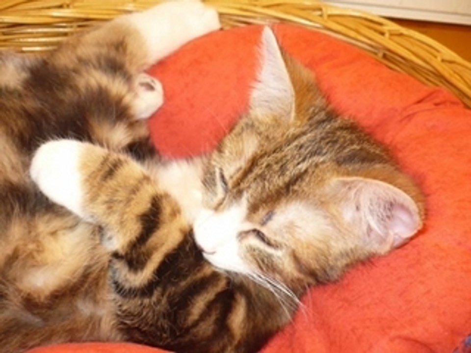 Clochette
