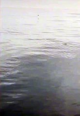 I knew they can fly, but I didn’t know it was like this!