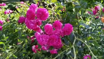 نقي قلبك ماذا يرى المحمول إلى الآخرة في اللحد؟؟