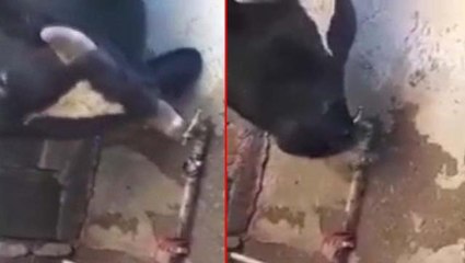 Suyun kıymetini bizden daha iyi biliyor! Susayan ineğin boynuzu ile çeşmeyi açtığı video viral oldu