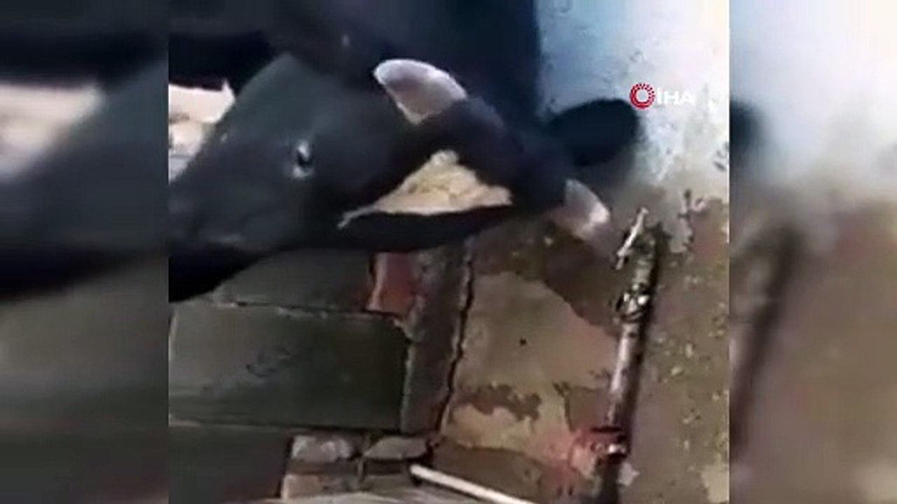 Susayan inek, hareketiyle fenomen oldu!