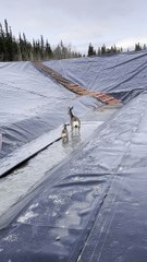 Deer Saved from Slippery Pit