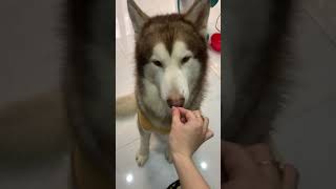 Husky Eats Invisible Treats