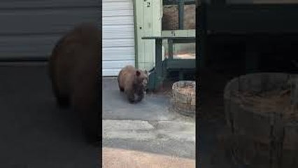 Bear Scared Down Stairs by Dogs