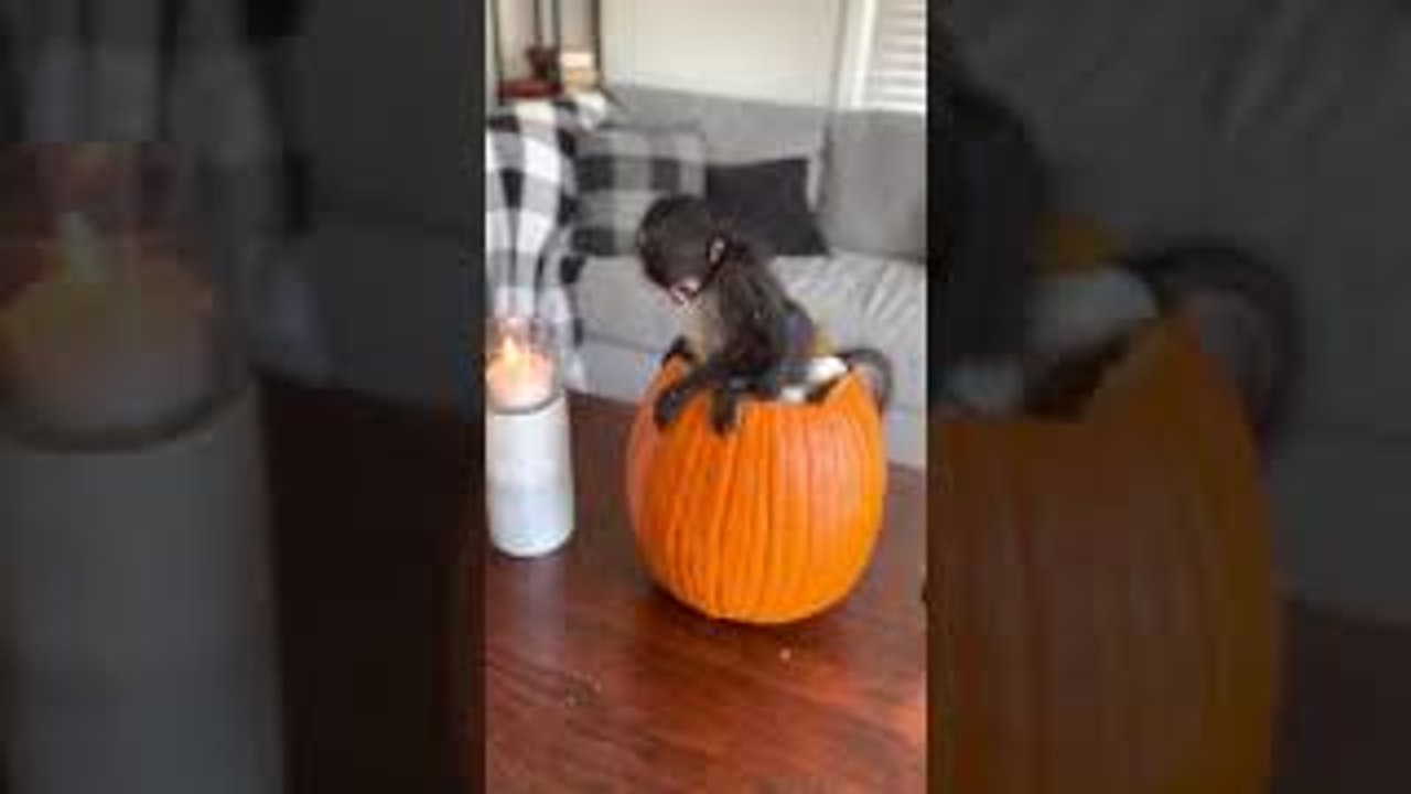 Spider Monkey Sits Inside Pumpkin