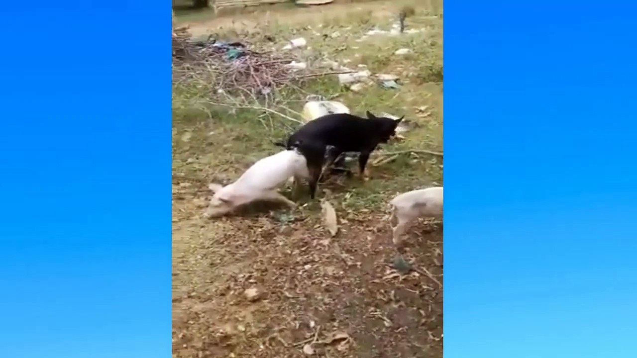 amazing-dog-mating-with-other-animals-pig-video-dailymotion