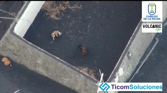 Movilización para rescatar a tres perros atrapados en La Palma