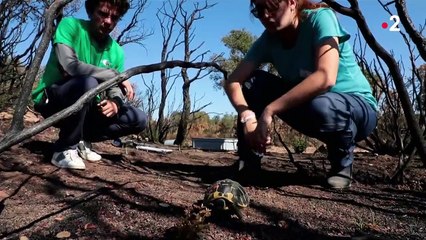 Incendies du Var : plusieurs tortues rescapées ont été libérées