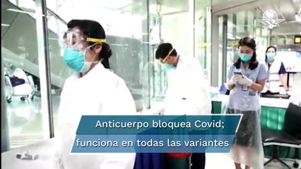 Detectan anticuerpo eficaz contra todas las variantes del Covid-19