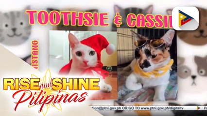 Petshonistang puspin na sina Toothsie at Cassie