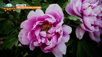 위를 지키는 맛있는 비법! [작약 추출물]