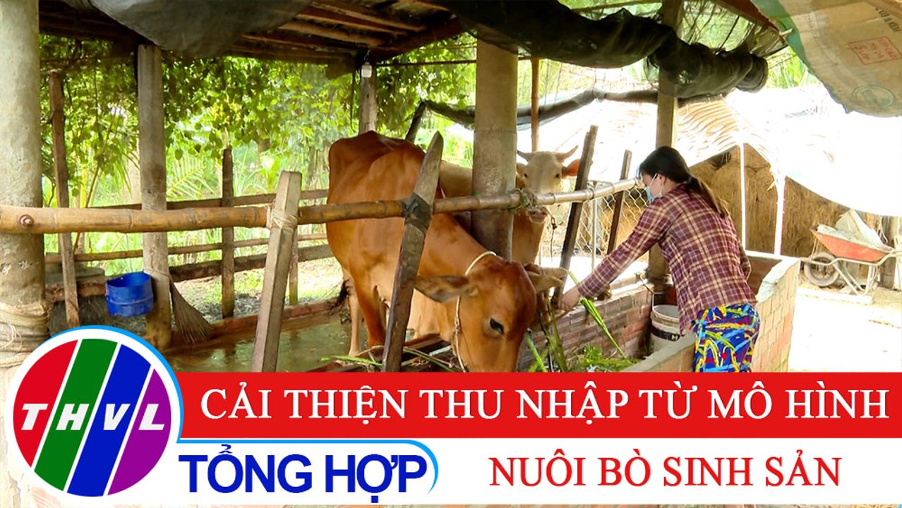 Nông thôn ngày nay: Cải thiện thu nhập từ mô hình nuôi bò sinh sản