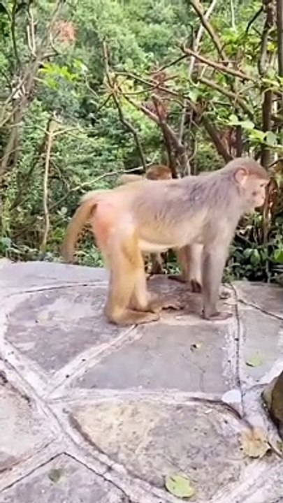 Funny Pet Video