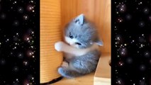 Adorable Kitten (Cute little Kittens)