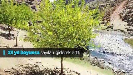 Download Video: Yeşile olan tutkusu çorak araziyi 23 yılda yeşil kuşağa dönüştürdü