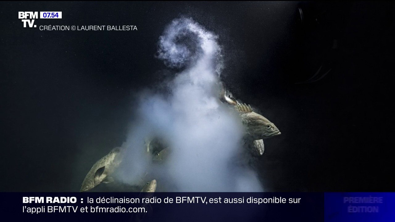 Le "Wildlife Photographer of the Year" a été remporté par le Français Laurent Ballesta