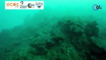 Graban por primera vez imágenes submarinas de la fajana que la erupción de La Palma