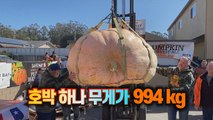 [세상만사] 미국에서 가장 큰 호박 선발 대회 / YTN