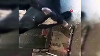 Susayan inek boynuzu ile çeşmeyi açtı, sosyal medyada gündem oldu