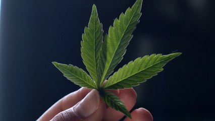Lauterbach für Legalisierung von Cannabis