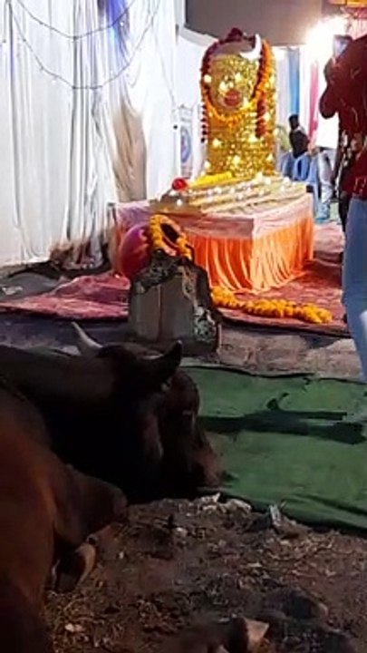 नंदी की शिव भक्ति वायरल