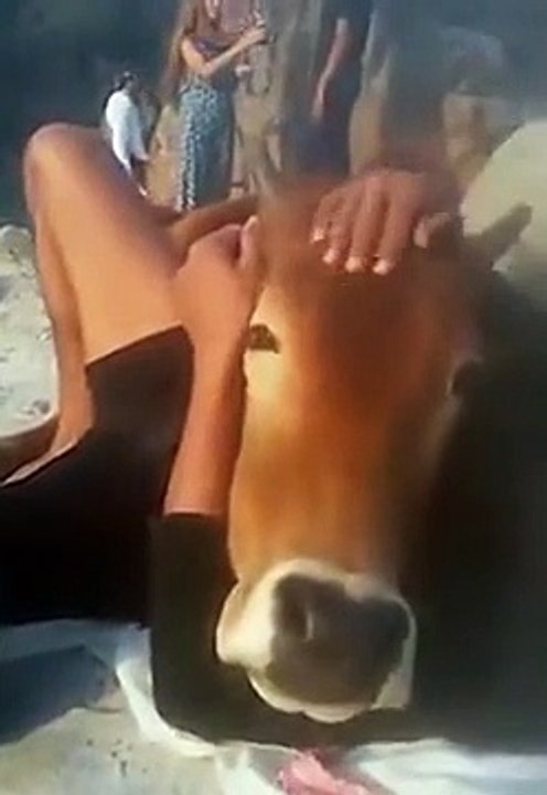 This Is What Happens When A Cow Falls In Love For A Man