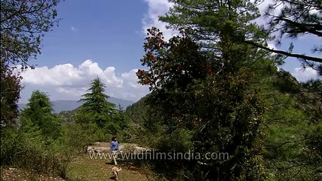 Rupin Dang talking about Rhododendron trees at Wilderness Films' Himalayan estate