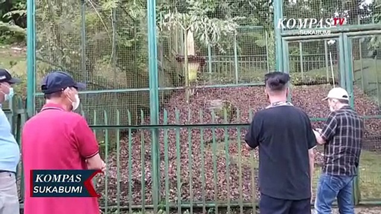 Indahnya Bunga Bangkai Yang Mekar Setinggi Tiga Meter