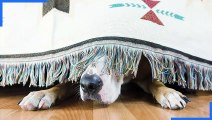 How to keep your pet calm during firework displays