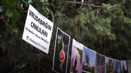 Validebağ Korusu’nda millet bahçesine tepki