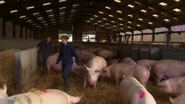 No solo faltan camioneros en el Reino Unido... También trabajadores en los mataderos