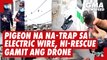 Pigeon na na-trap sa electric wire, ni-rescue gamit ang drone | GMA News Feed