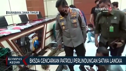 Télécharger la video: Cegah Penjualan Satwa Dilindungi, BKSDA Jatim Akan Gencarkan Patroli