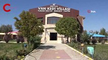 En yaşlı Van kedisi 'Paşa' 14 yaşına girdi